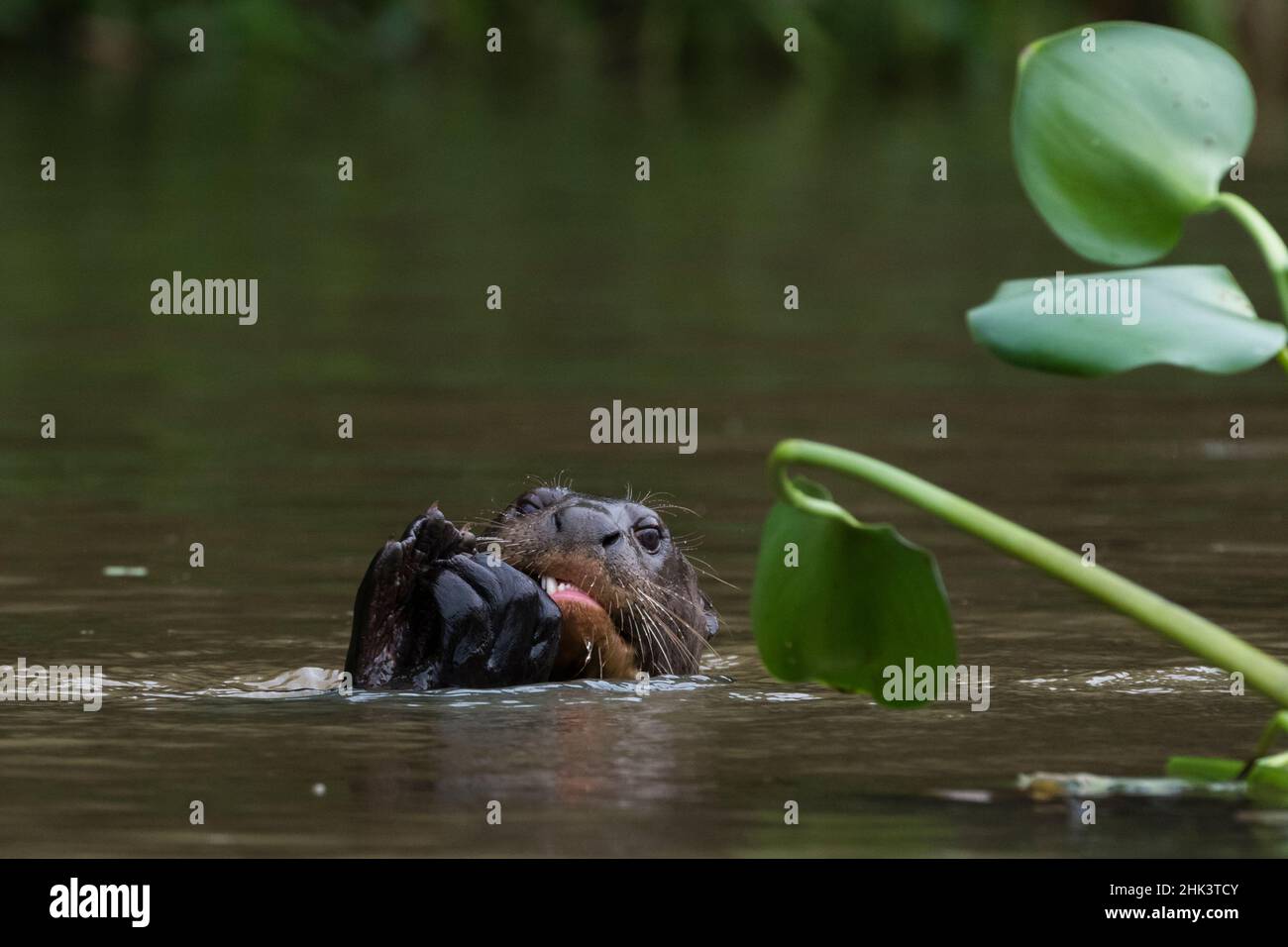 Una lontra gigante, Pteronura brasiliensis, mangiando un pesce. Foto Stock