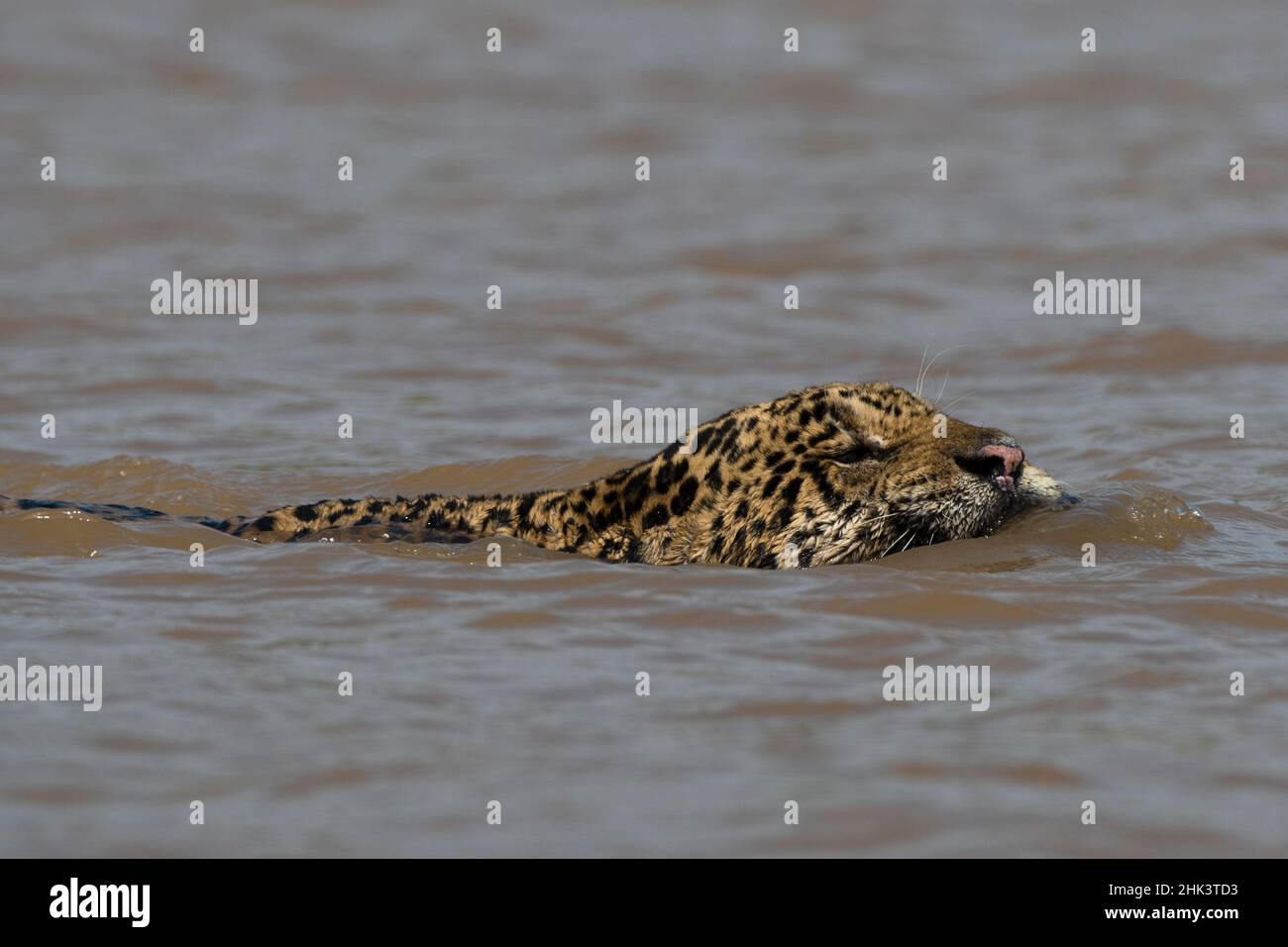 una giaguaro, Panthera onca, nuotando nel fiume. Foto Stock