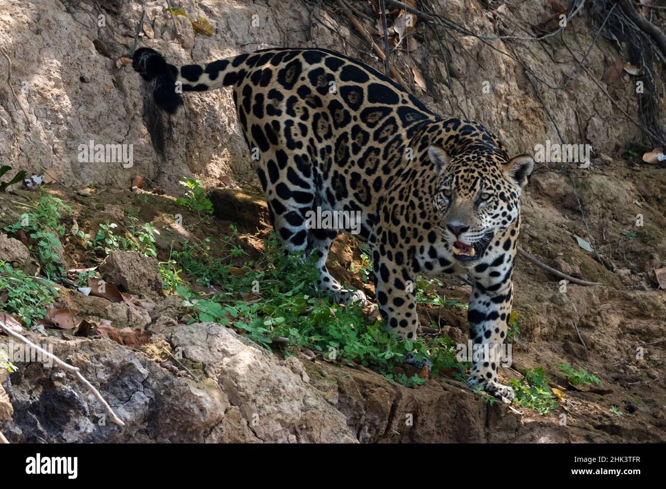 Ritratto di una jaguar, Panthera onca. Foto Stock
