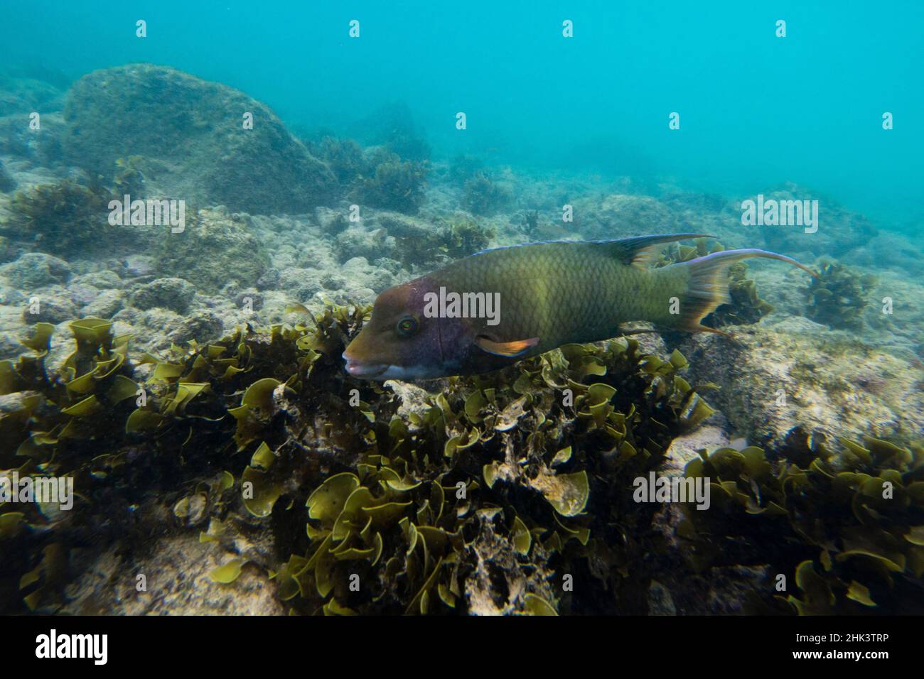 Streamer Hogfish (Bodianus diplotaenia), Post Office Bay, Floreana Island, Galapagos isole, Ecuador. Foto Stock