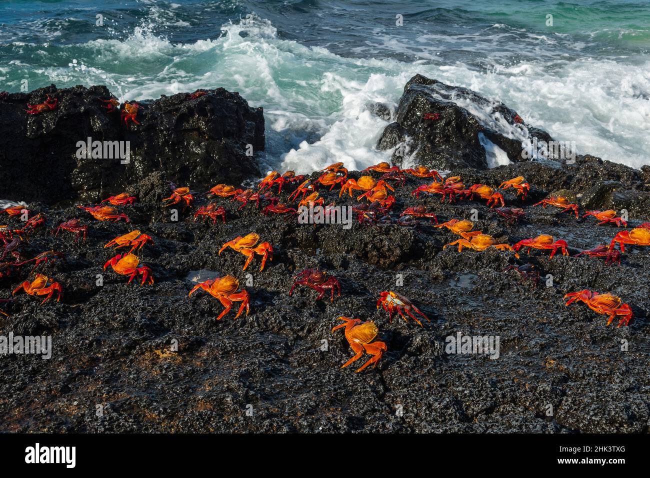 Sally Lightfoot Crab (Grapsus grapsus), spiaggia di Bachas, Isola di Seymour Nord, Isole Galapagos, Ecuador. Foto Stock