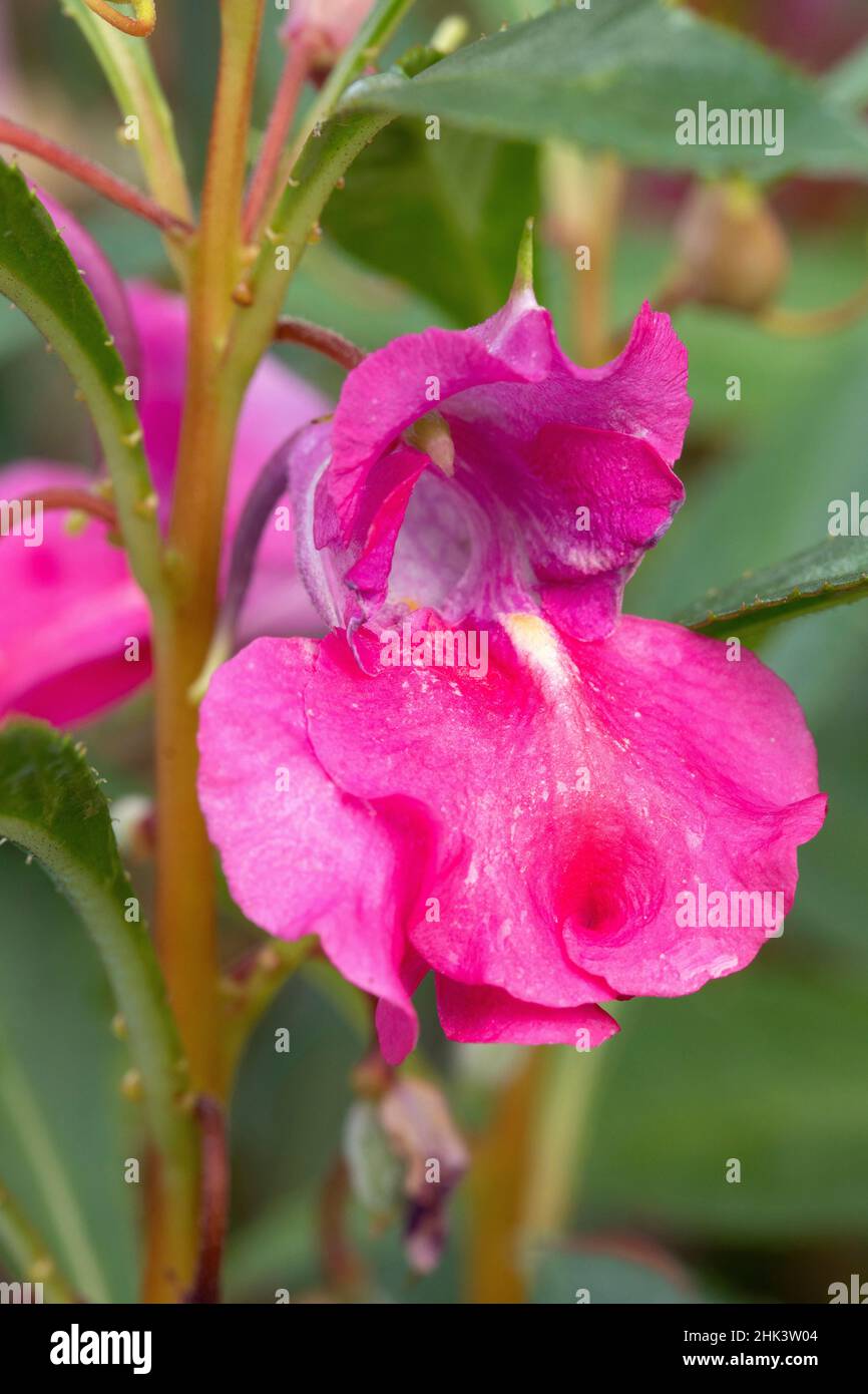 Balsamo da giardino (Impatiens balsamina), fiore Foto Stock