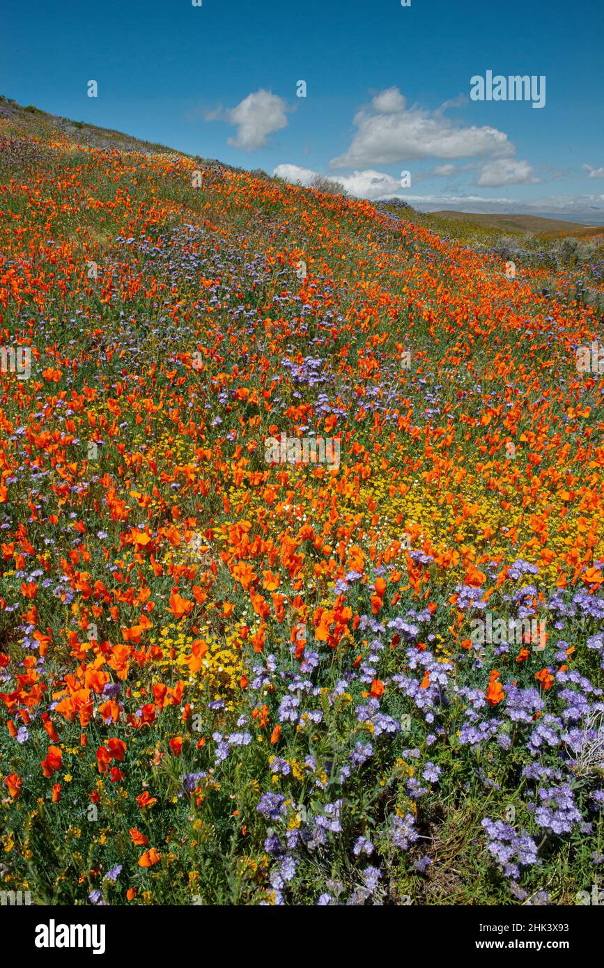 USA, California. Superfiore di papaveri, cazzi blu e campi d'oro vicino alla state Poppy Reserve, Lancaster, California Foto Stock