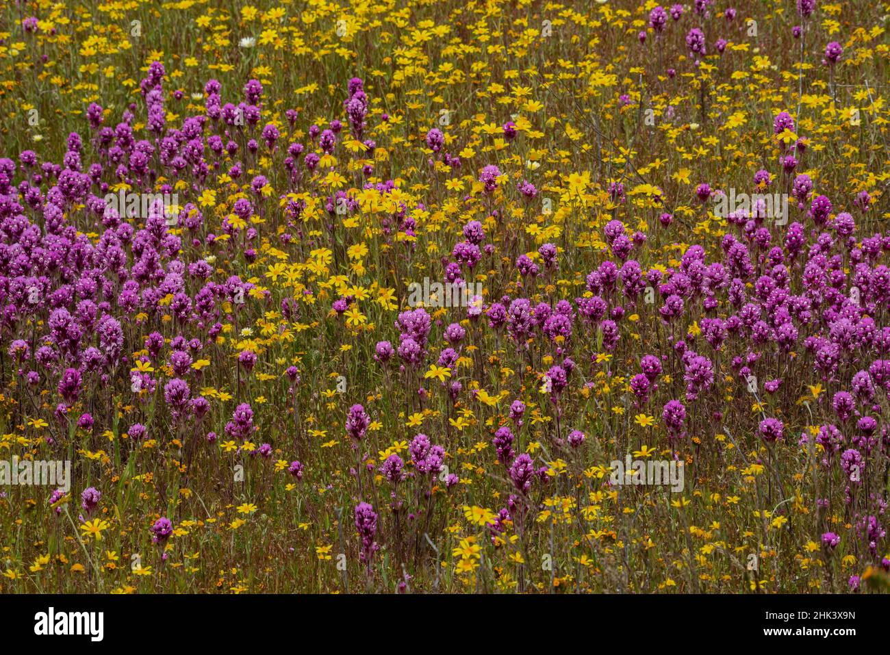 USA, California. Goldfields e Owl's Clover Wildflowers al Carrizo Plain National Monument Foto Stock