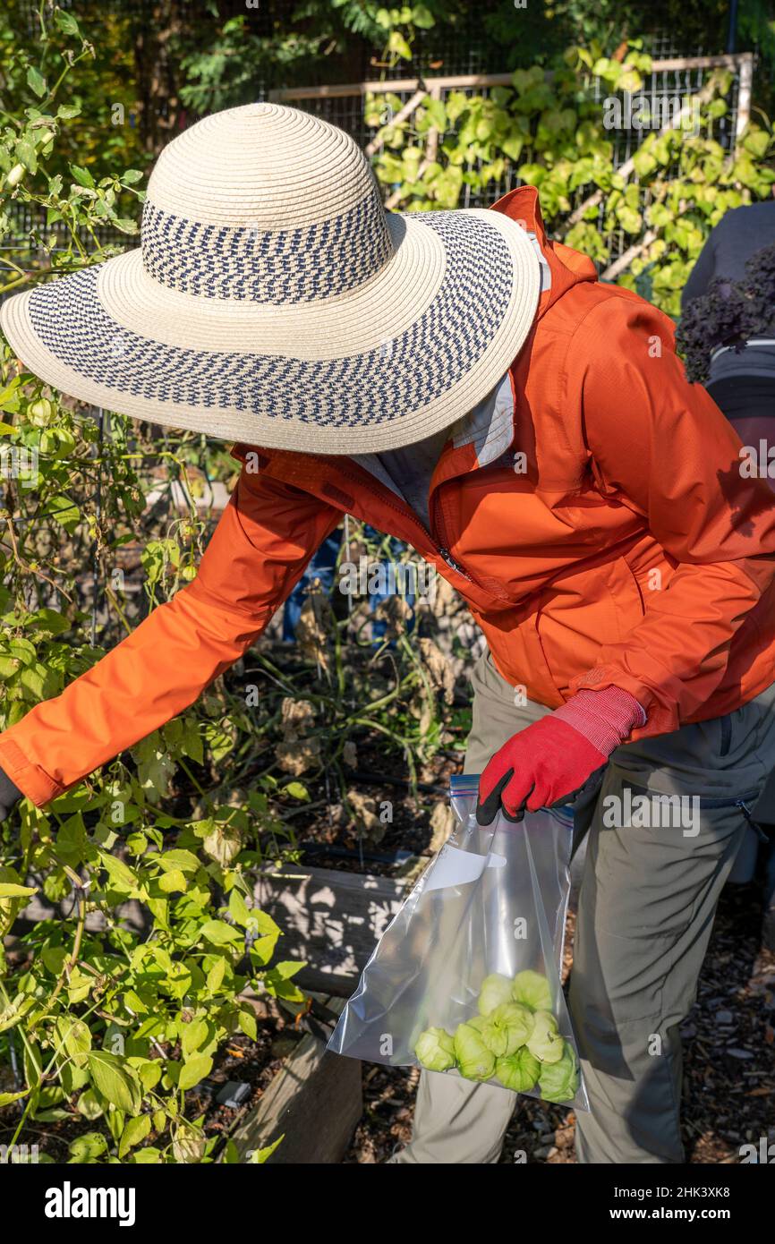 Issaquah, stato di Washington, Stati Uniti. Donna che raccoglie i tomatillos in un giardino comunitario. (SIG.) Foto Stock