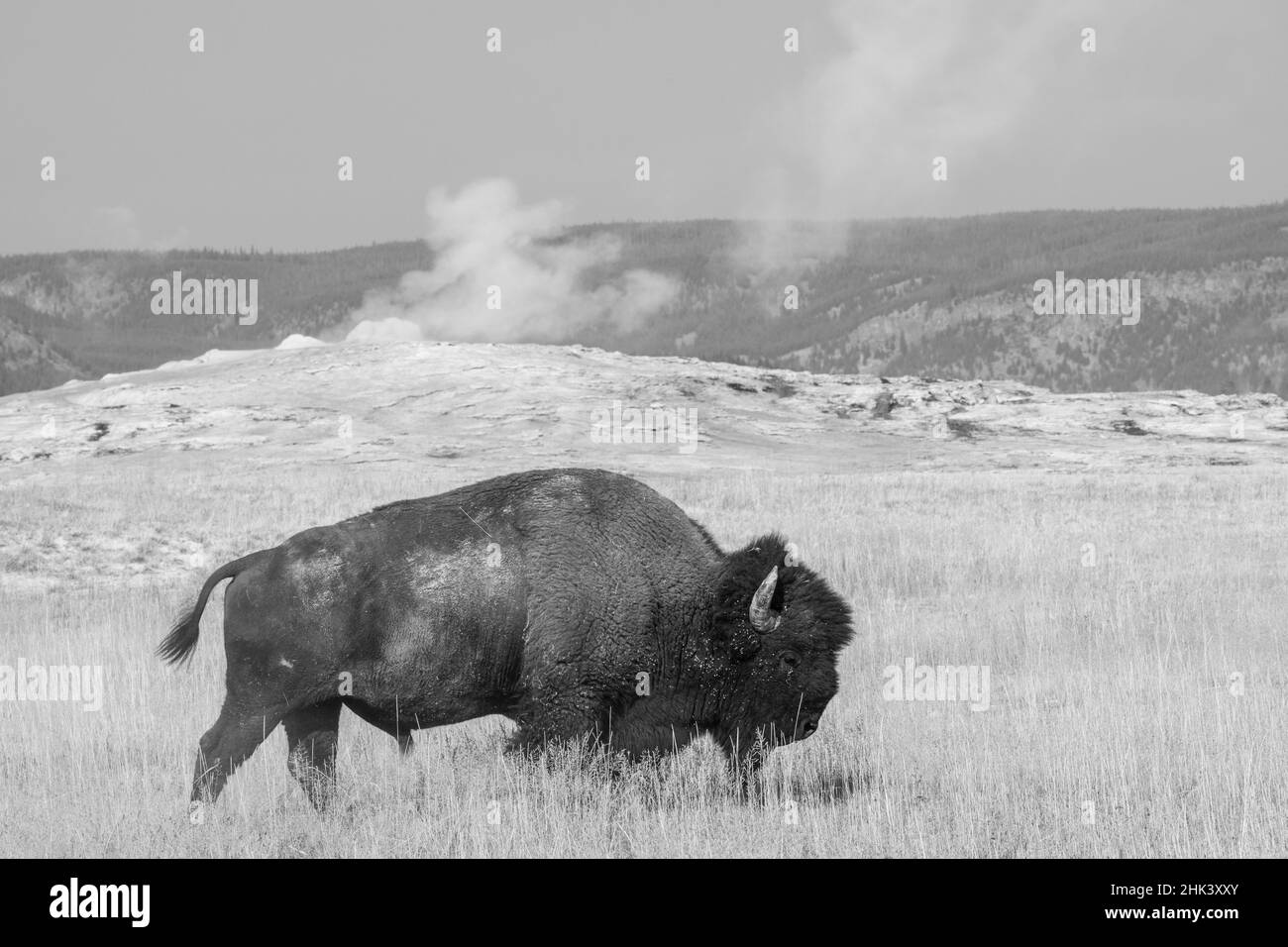 USA, Wyoming, parco nazionale di Yellowstone, bacino di Upper Geyser. Bisonte americano maschio Lone, alias bufala, di fronte al geyser Old Faithful. Foto Stock
