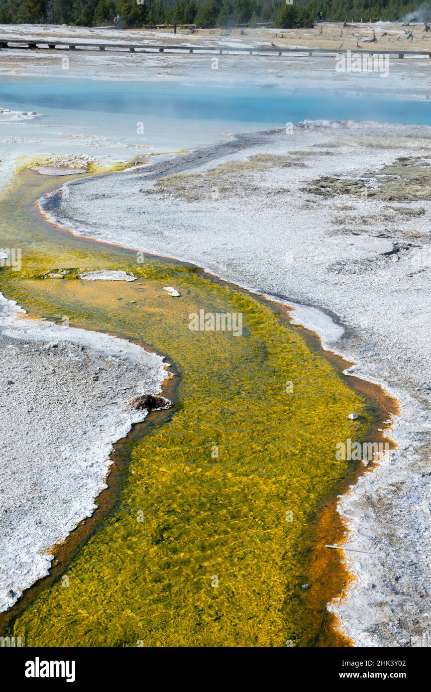 Stati Uniti, Wyoming, Parco Nazionale di Yellowstone, Bacino Biscuit, piscina Sapphire, termopila colorata e tappetino batterico. Foto Stock