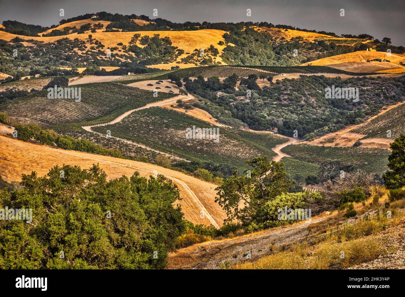 Vigneti, Paso Robles, California. Foto Stock