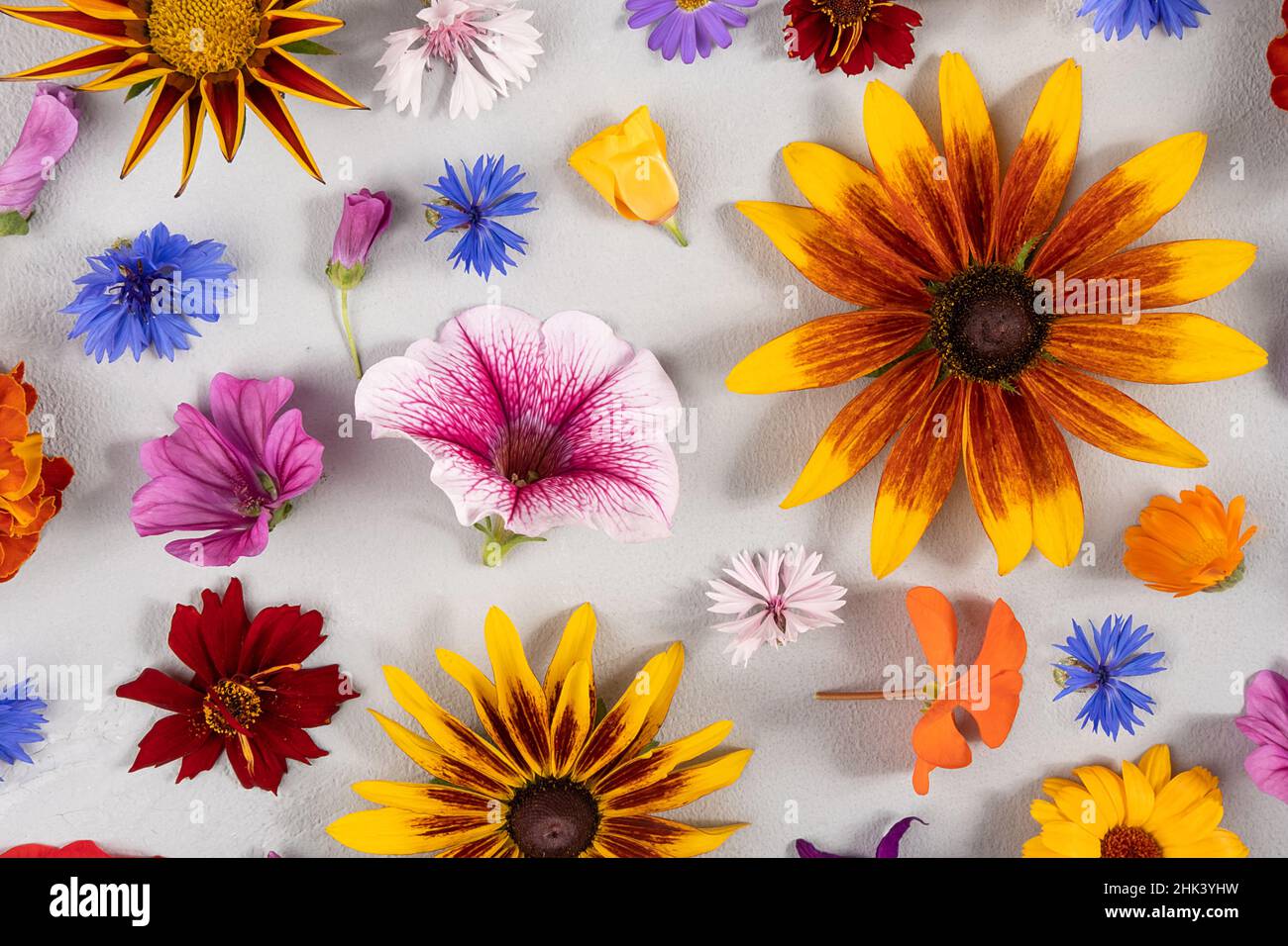 Motivo floreale colorato. Fiori naturali multicolore su sfondo grigio. Carta da parati astratta e luminosa. Stile estivo. Vista dall'alto, disposizione piatta. Foto Stock