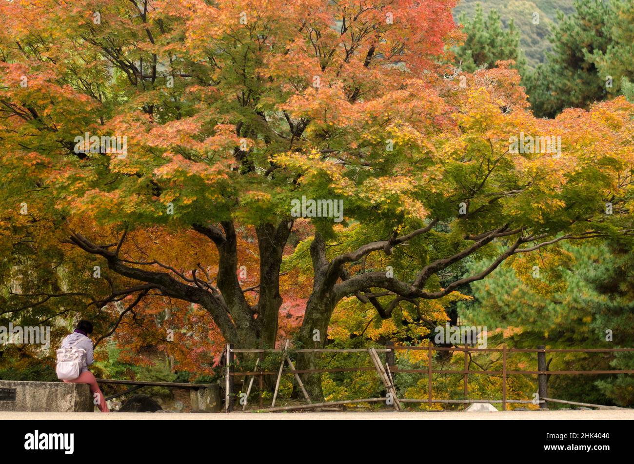 Autunno giapponese, un albero in un parco con una donna seduta oltre. Foto Stock