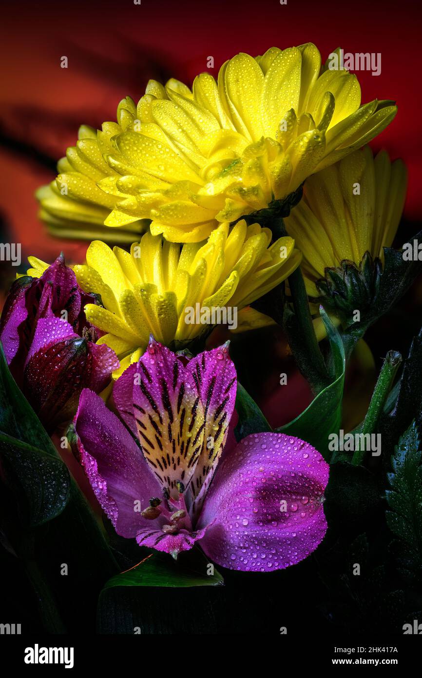 USA, Colorado, Fort Collins. Margherita e fiori di alstroemeria. Foto Stock