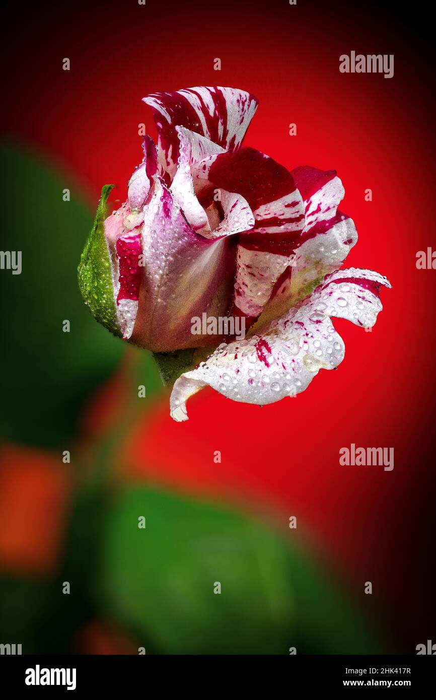 USA, Colorado, Fort Collins. Germoglio di fiori di rosa bianchi e rossi. Foto Stock
