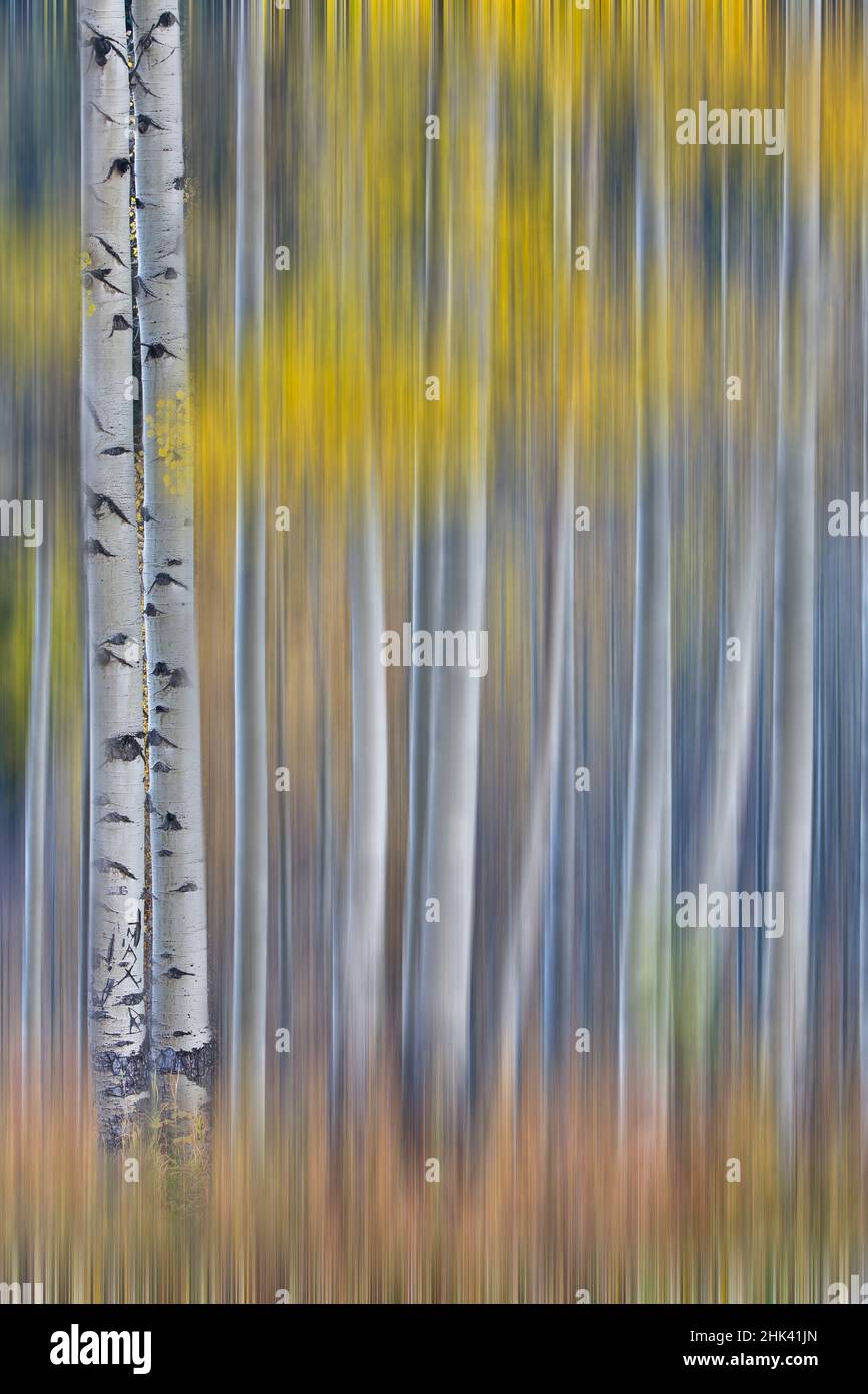 Aspen Grove in colori dorati brillanti d'autunno vicino Aspen Township, Colorado mostrato come una sfocatura verticale pan Foto Stock