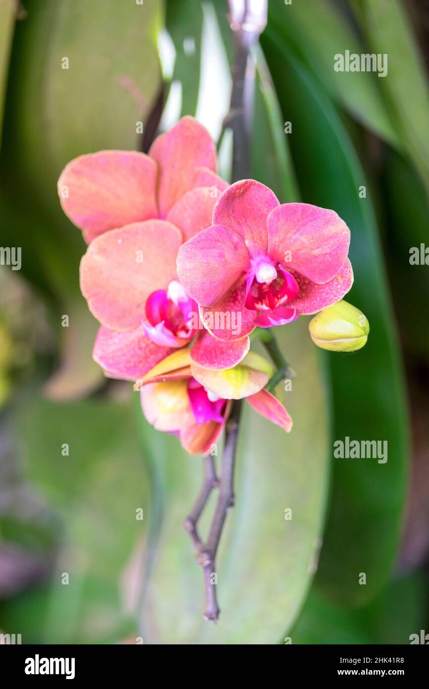 Orchid, Stati Uniti Foto Stock