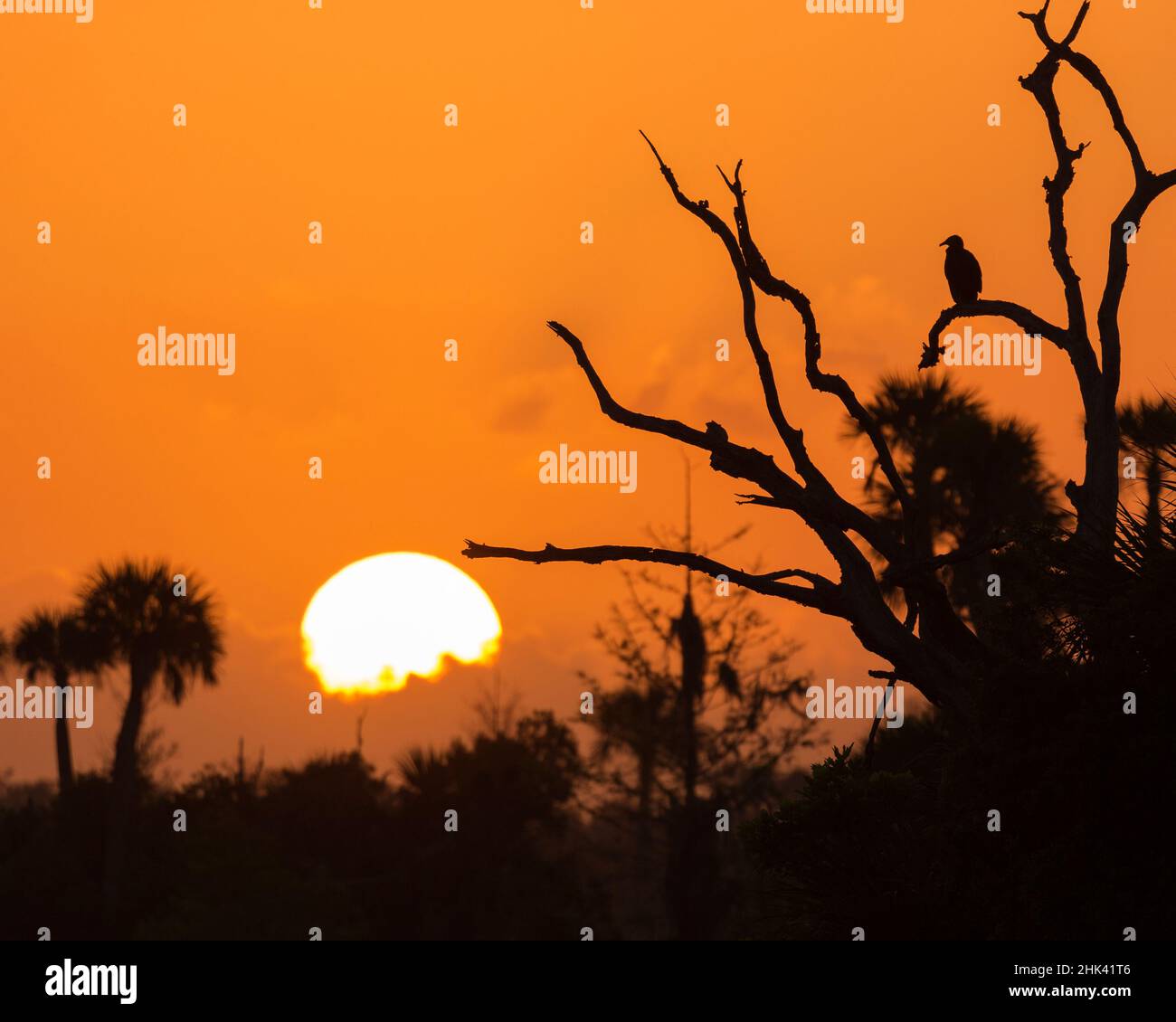 USA, Florida. Sole che sorge sopra l'Orlando Wetlands Park. Foto Stock