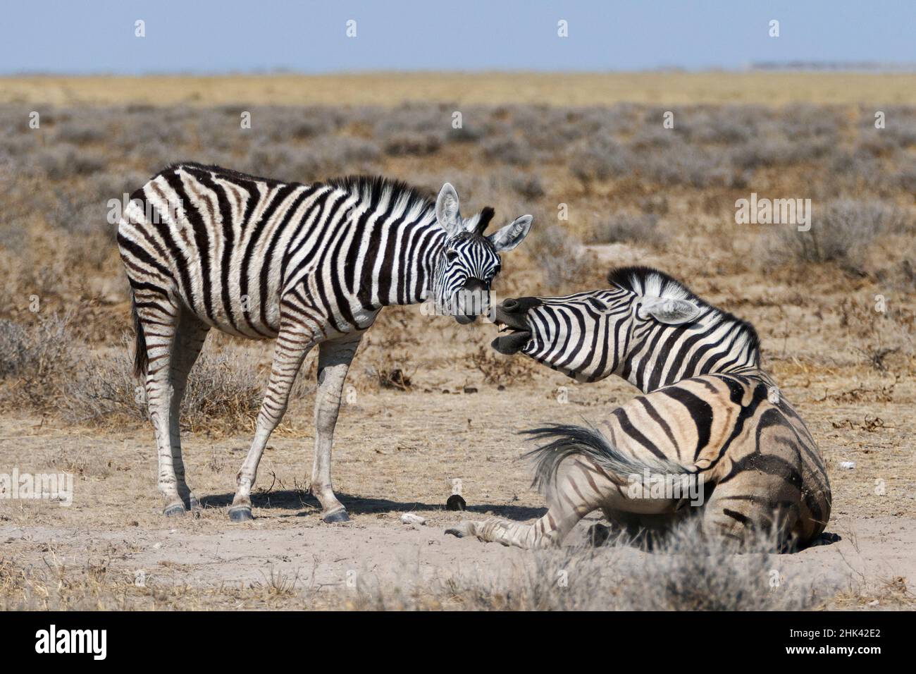 2 Zebre di Burchel (Equus quagga burchellii) bagno di polvere. Parco Nazionale di Etosha, Namibia, Africa Foto Stock
