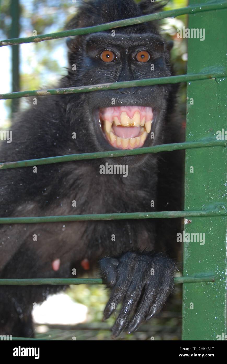Celebes Crested Macaque, Macaca nigra, in gabbia, criticamente minacciato. Giardino zoologico privato, Bitung, Sulawesi, Indonesia Foto Stock