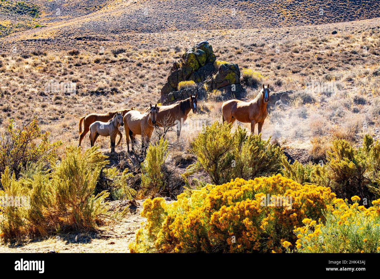 USA, Nevada. Black Rock Desert, mandria di cavalli selvatici Foto Stock