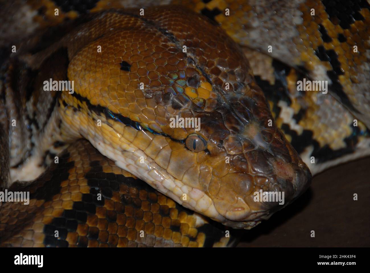 Pitone reticolato, reticulatus malayopython, in cattività, zoo privato, Bitung, Sulawesi, Indonesia Foto Stock