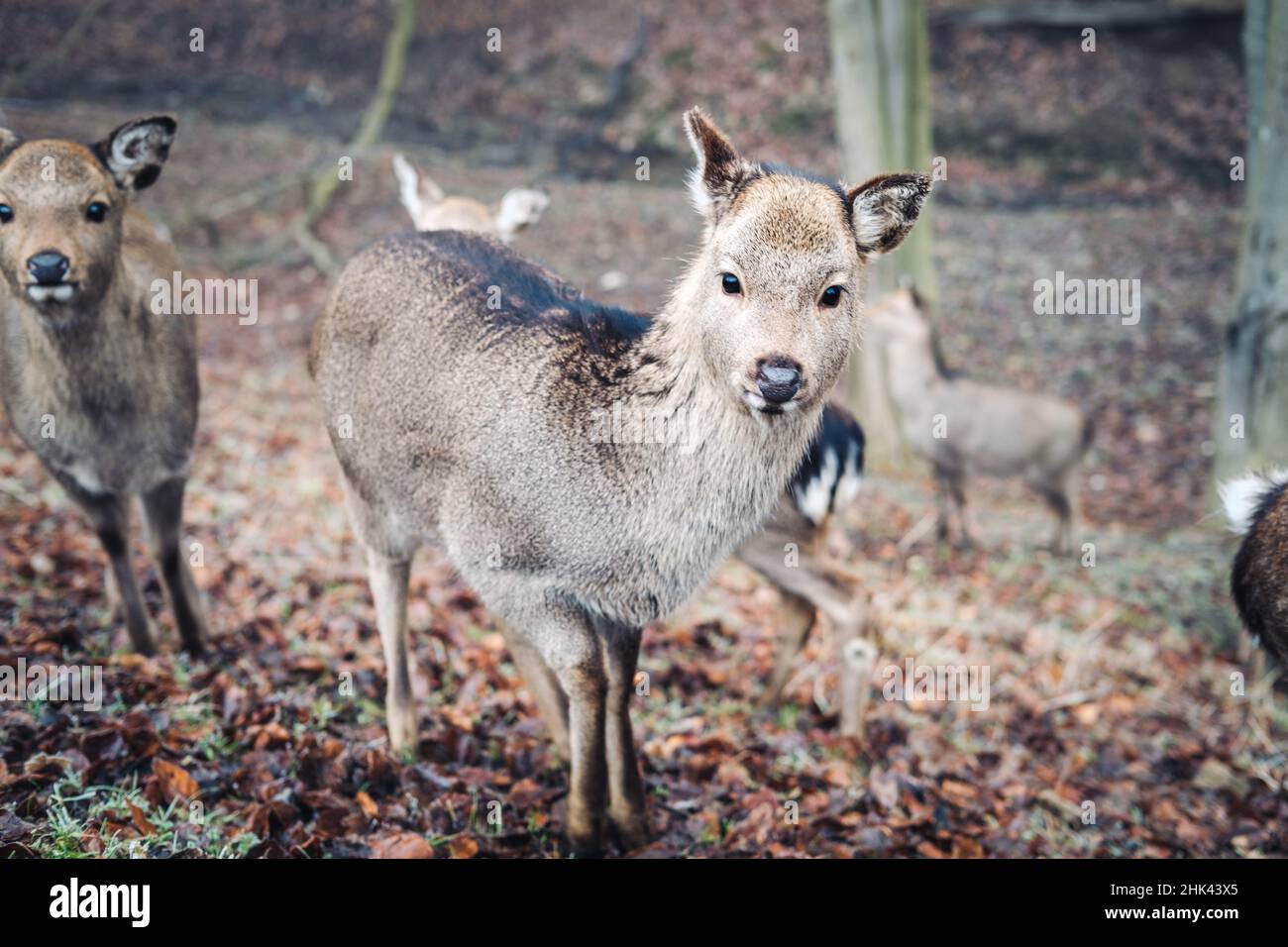 Capriolo Sika in una foresta di nebbia Foto Stock