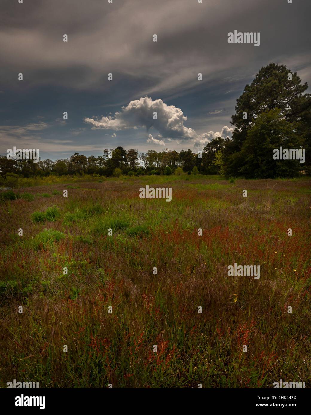 USA, New Jersey, Pinelands National Preserve. Prato di primavera sotto cieli tempestosi. Foto Stock