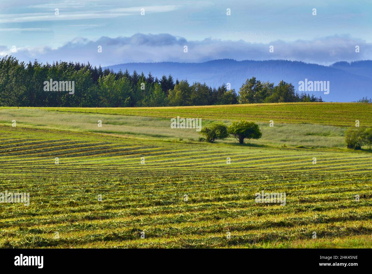 USA, Oregon. File di erba medica raccolta nella contea di Yamhill. Foto Stock