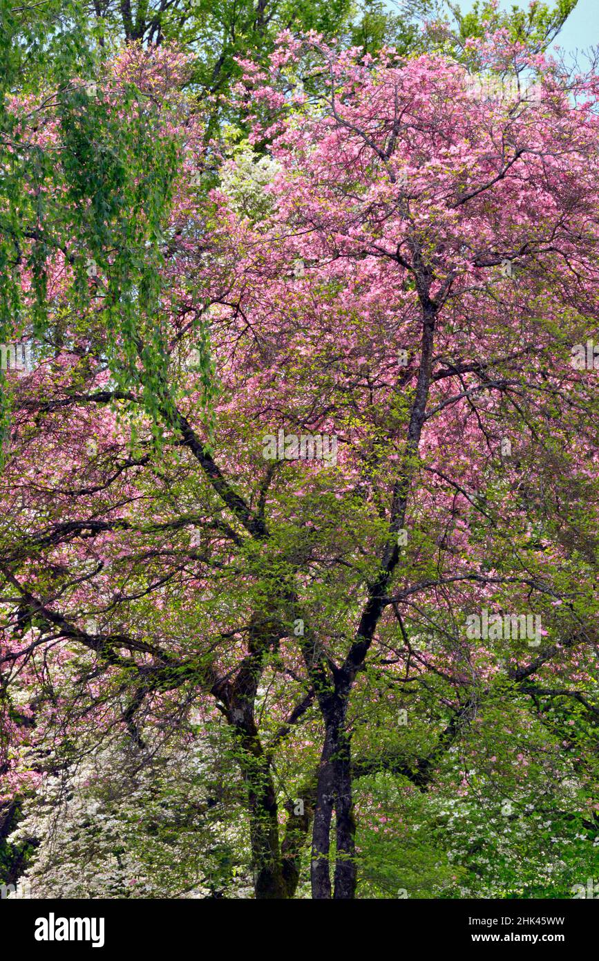 USA, Oregon, Portland. Alberi di primavera con fiori rosa. Foto Stock