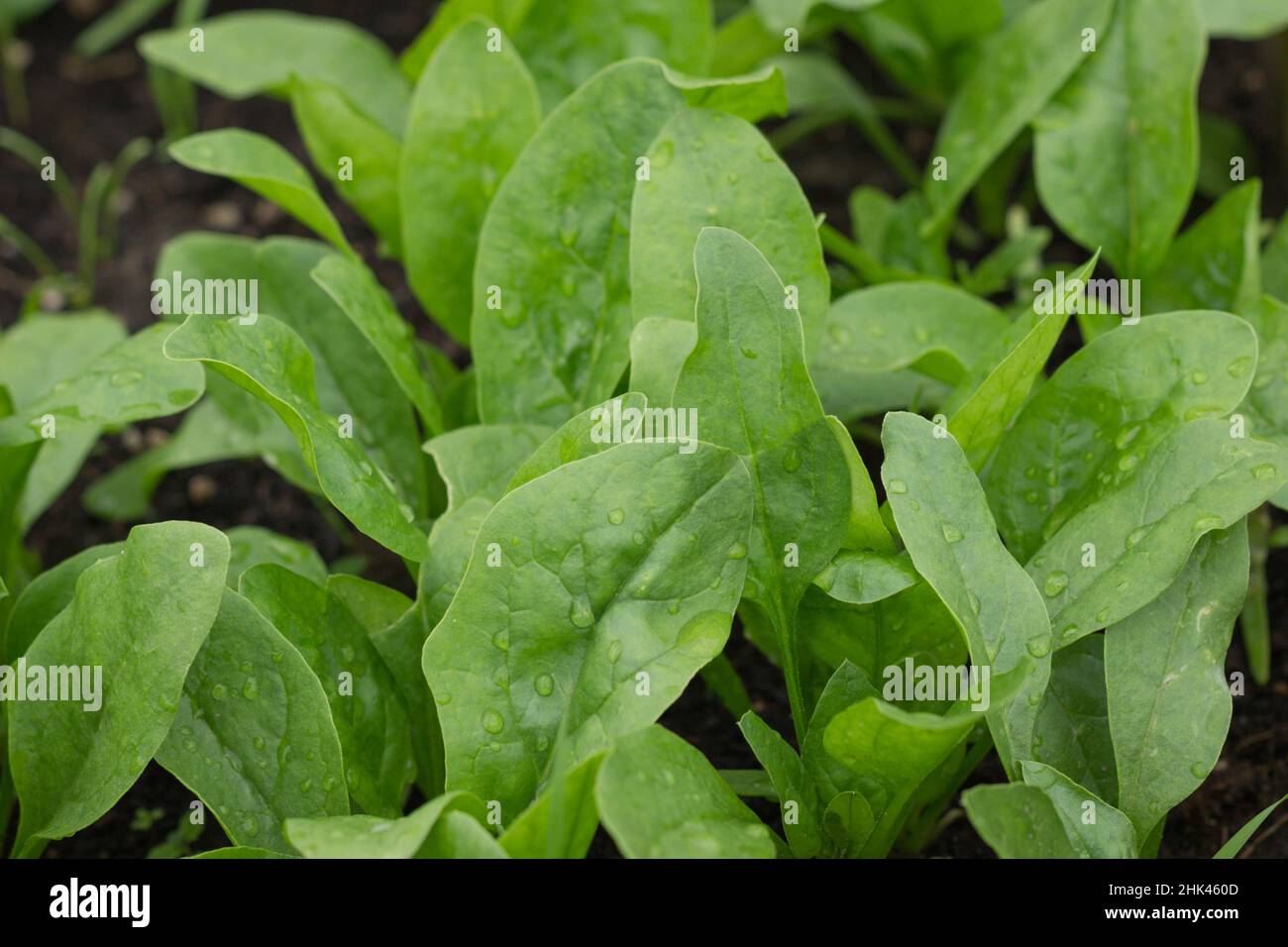 Foglie fresche di spinaci biologici in giardino. Giovani germogli di spinaci in orto. Letto di spinaci. Foto Stock