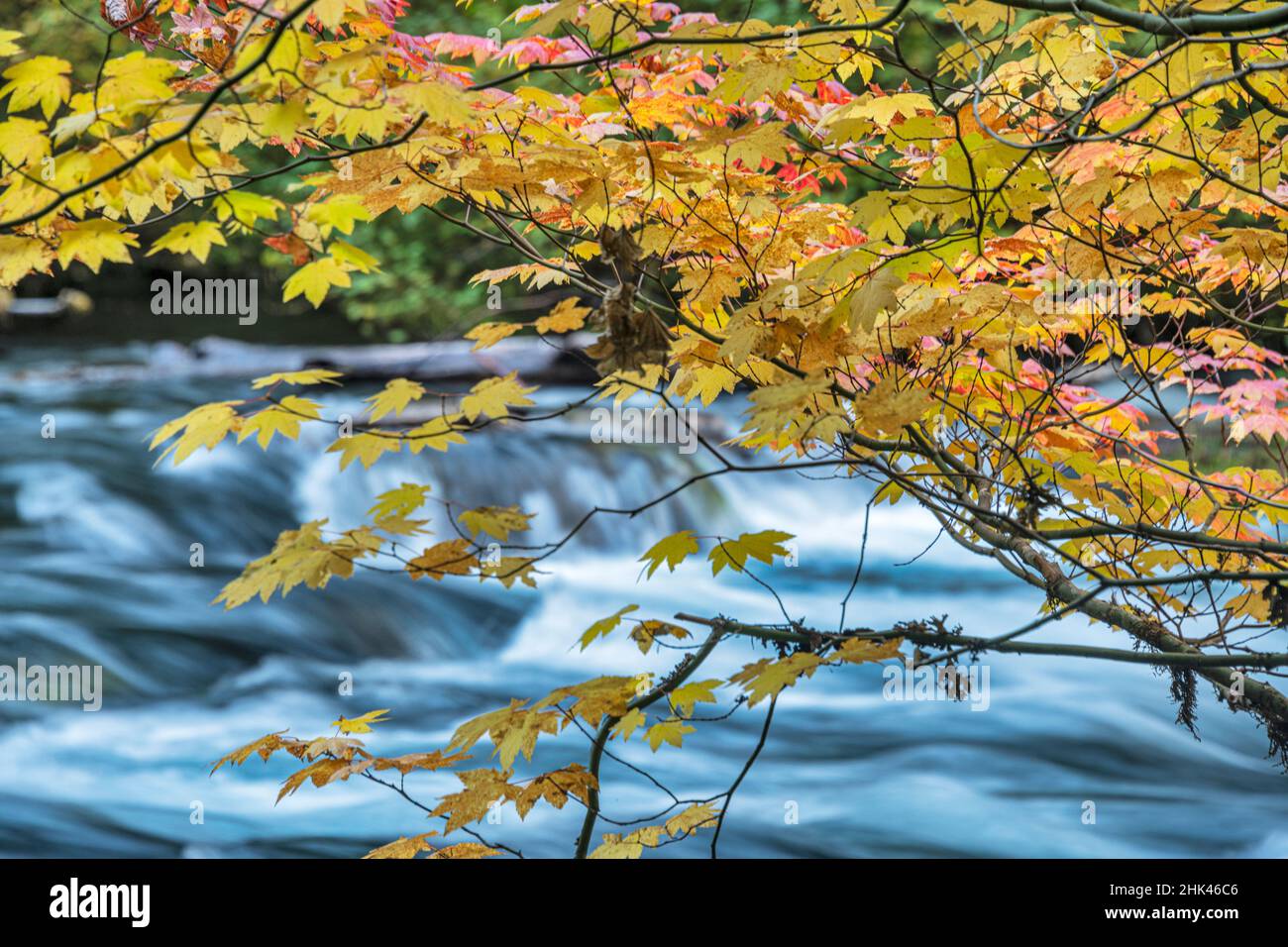 Colore autunnale su acero di vite sul McKenzie National Wild e Scenic River, Cascade Range, Oregon. Foto Stock