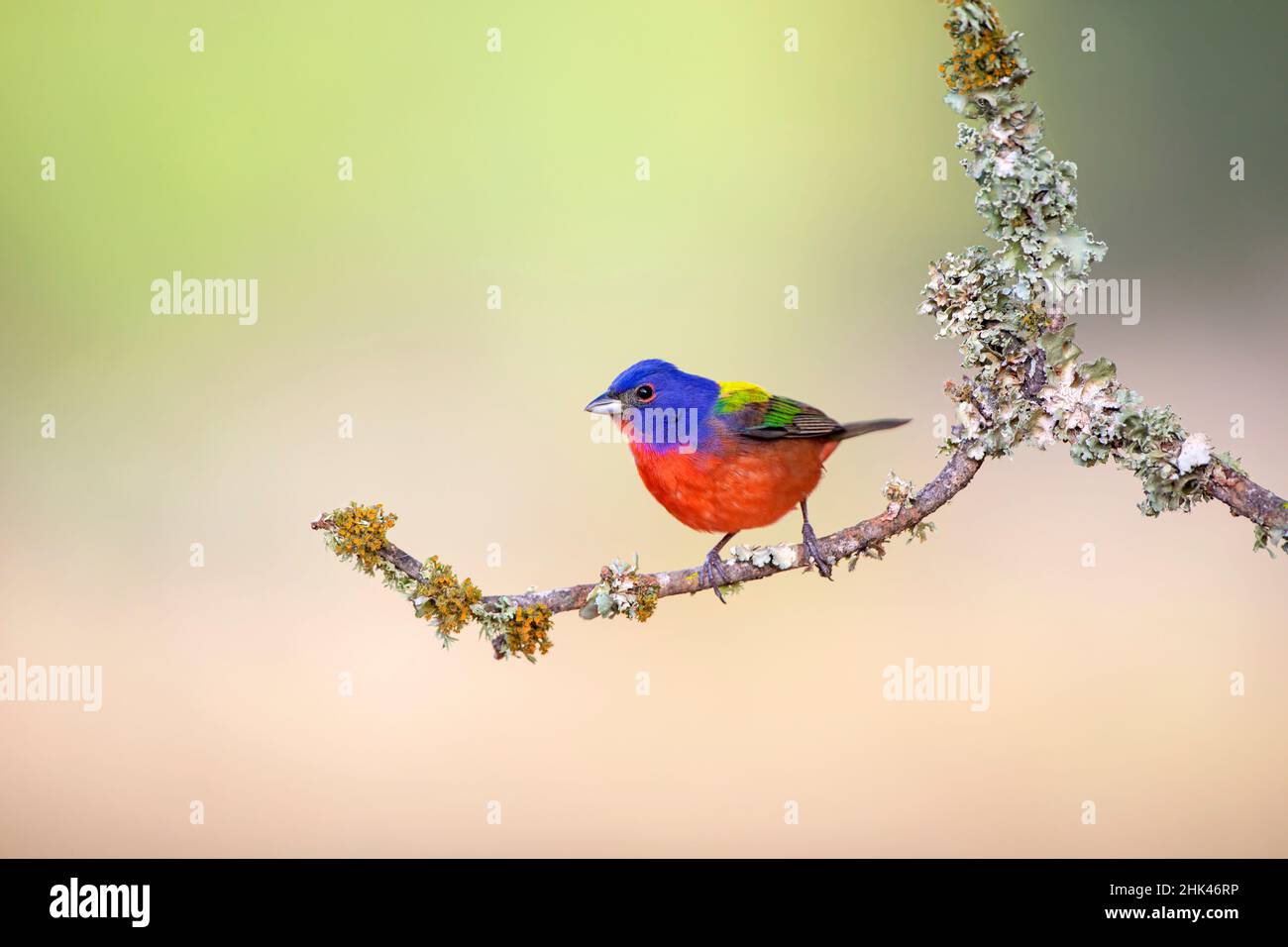 Bunting dipinto (Passerina ciris) arroccato su arto coperto di lichen. Foto Stock