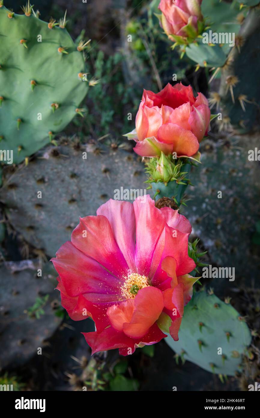 Prickly Par Cactus (Opuntia sp.) fioritura. Foto Stock