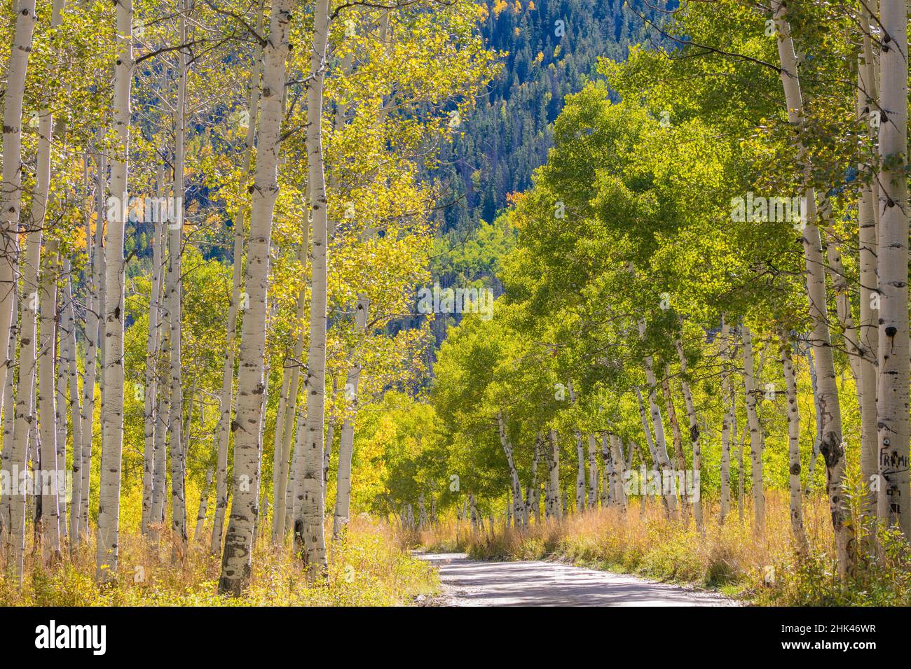USA, Utah, Uinta Mountains. Strada attraverso gli alberi di aspen. Credit as: Don Paulson / Galleria Jaynes / DanitaDelimont.com Foto Stock