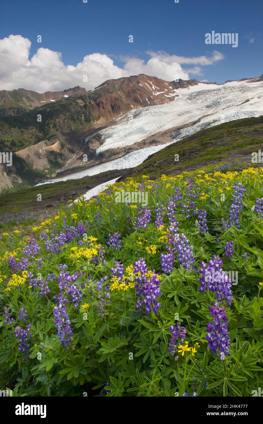 Stati Uniti, stato di Washington. Bastille Ridge e Coleman Glacier da Meadows of Heliotrope Ridge, Mount Baker Wilderness, North Cascades. Foto Stock