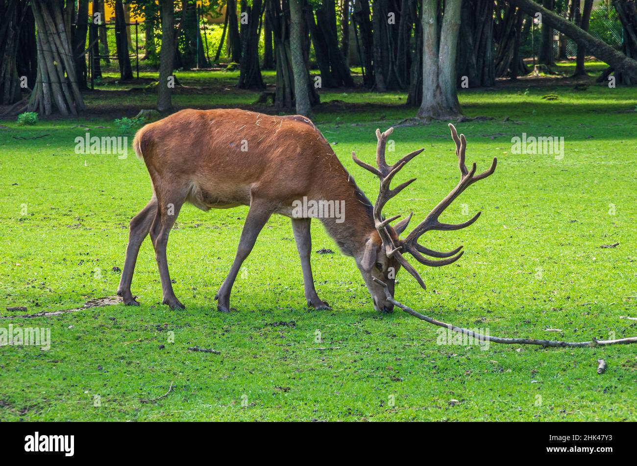Cervo rosso maschio con corna non gommate, cioè ancora ricoperte di velluto, in una riserva di caccia sul Possen, Sondershausen, Turingia, Germania. Foto Stock