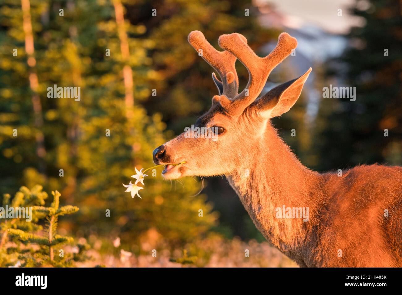 Stati Uniti, stato di Washington. Cervo dalla coda nera (Odocoileus hemionus columbianus), un buck in velluto, mangiando il giglio valanghe in un prato subalpino all'Olympic N Foto Stock