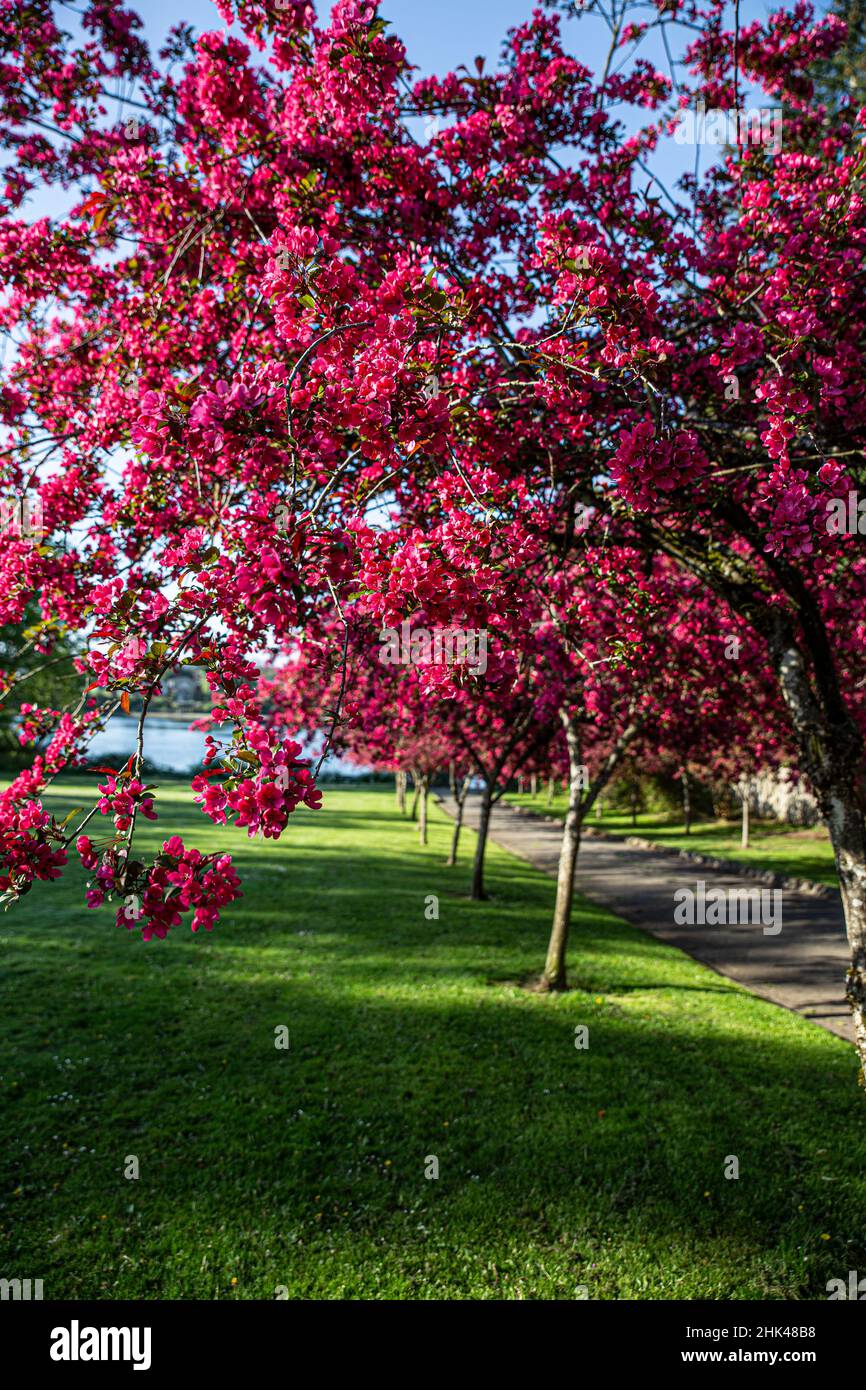 Bremerton, stato di Washington, alberi fioriti. Foto Stock