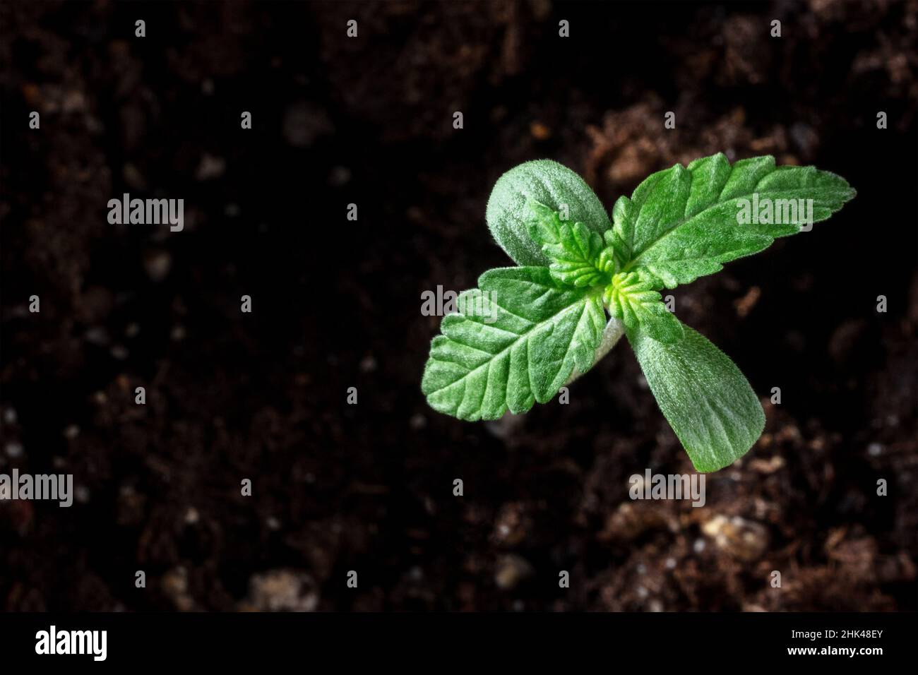 Piantina di cannabis, che cresce dalla terra, con un posto per il testo. Cotiledoni e le prime vere foglie. Marijuana medicinale in crescita Foto Stock