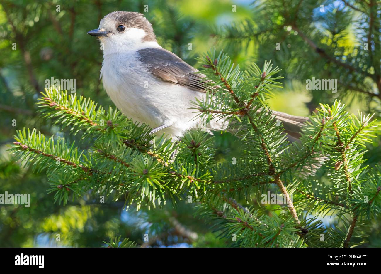 WA, Tiger Mountain, Gray (Perisoreus canadensis) Foto Stock