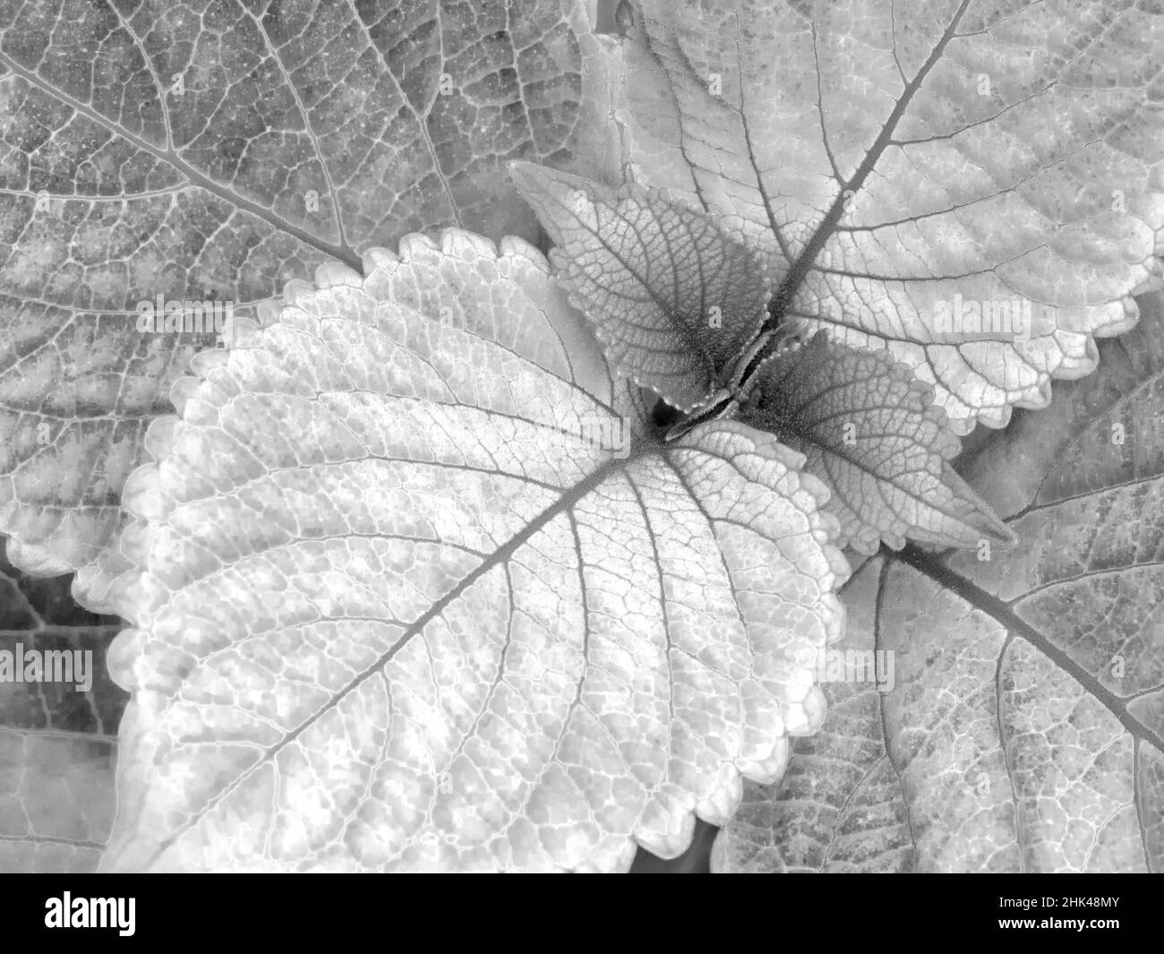 WA, Redmond, Coleus Plant, Leaf Design Foto Stock