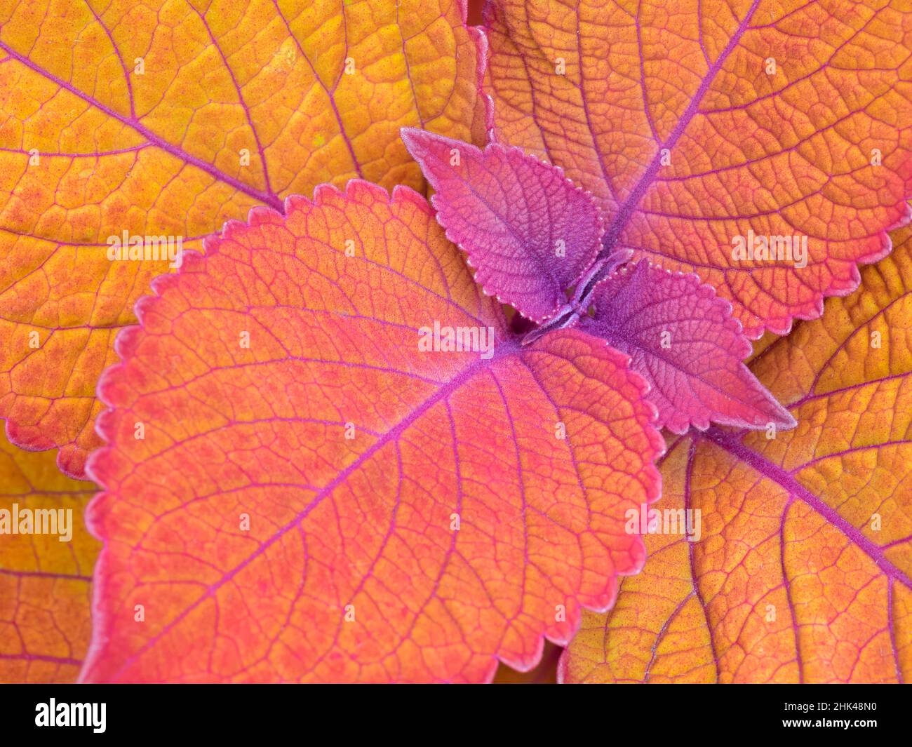 WA, Redmond, Coleus Plant, Leaf Design Foto Stock