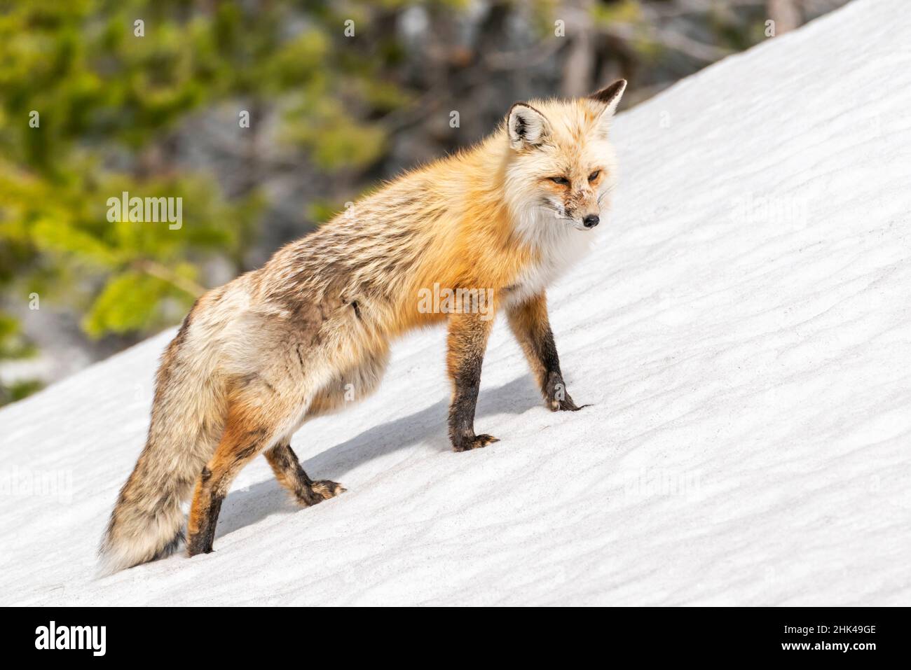 Parco Nazionale di Yellowstone, volpe rossa nel suo cappotto primaverile che cammina attraverso la neve sciogliente. Foto Stock