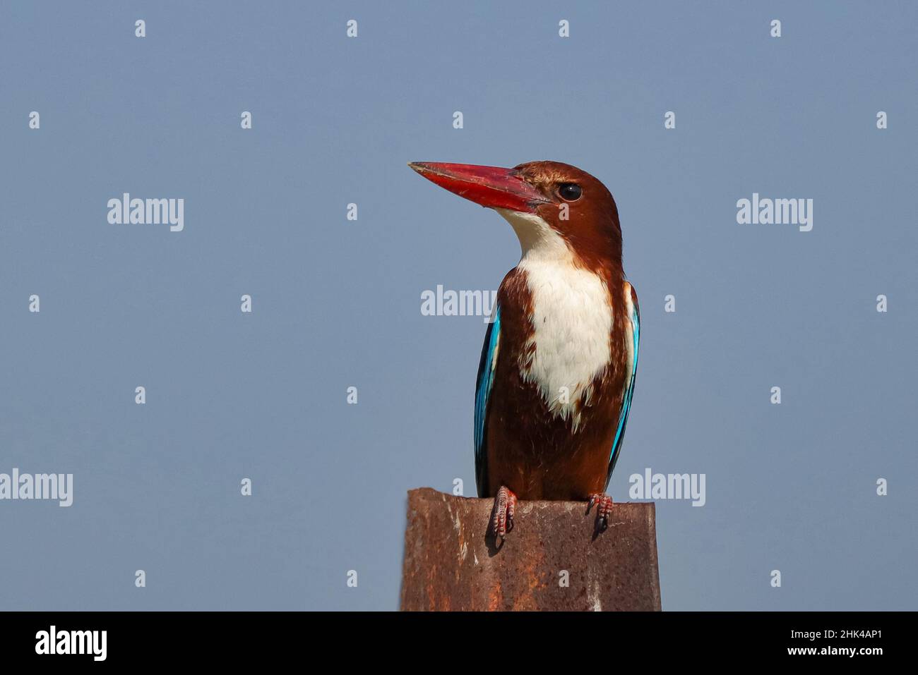 Kingfisher a gola bianca (Halcyon smyrnensis). Foto Stock