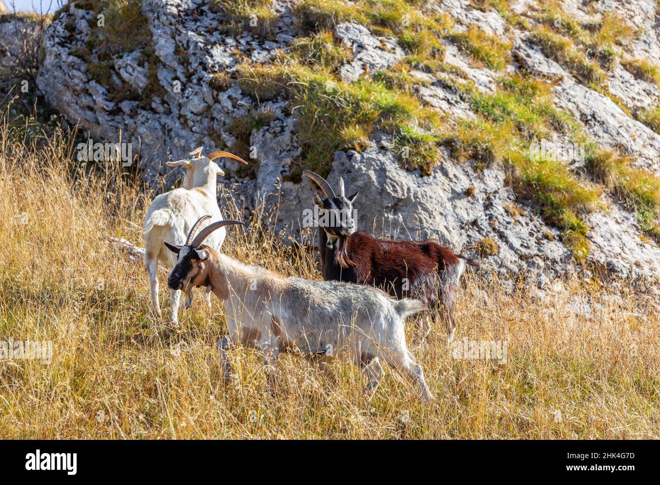 Trio di capre domestiche in un prato di alta montagna in una bella giornata di sole autunno Foto Stock