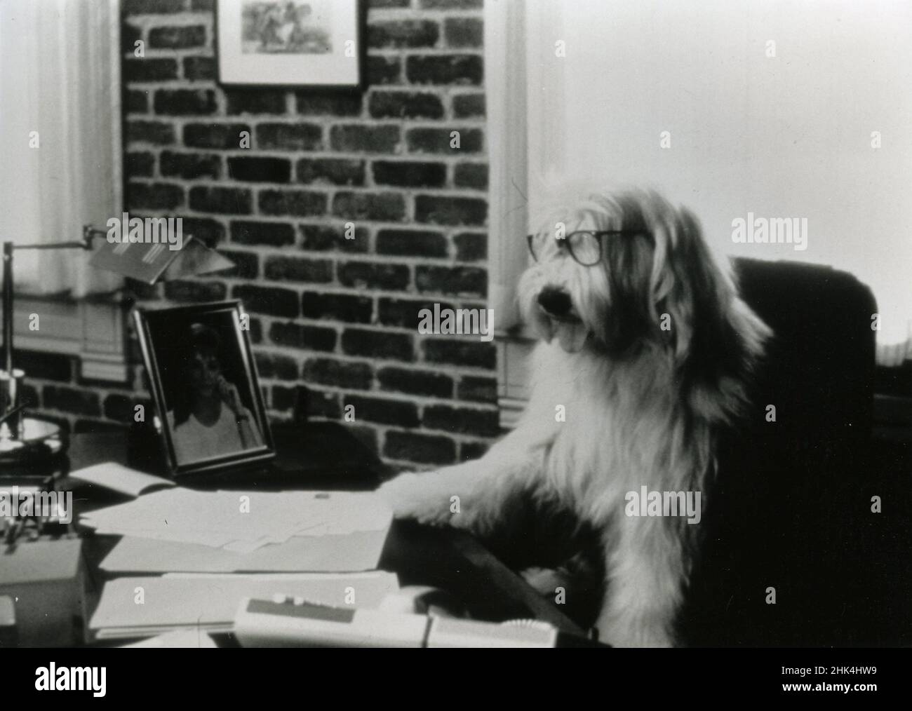 L'attore del cane del film il ritorno del cane Shaggy, USA 1987 Foto Stock