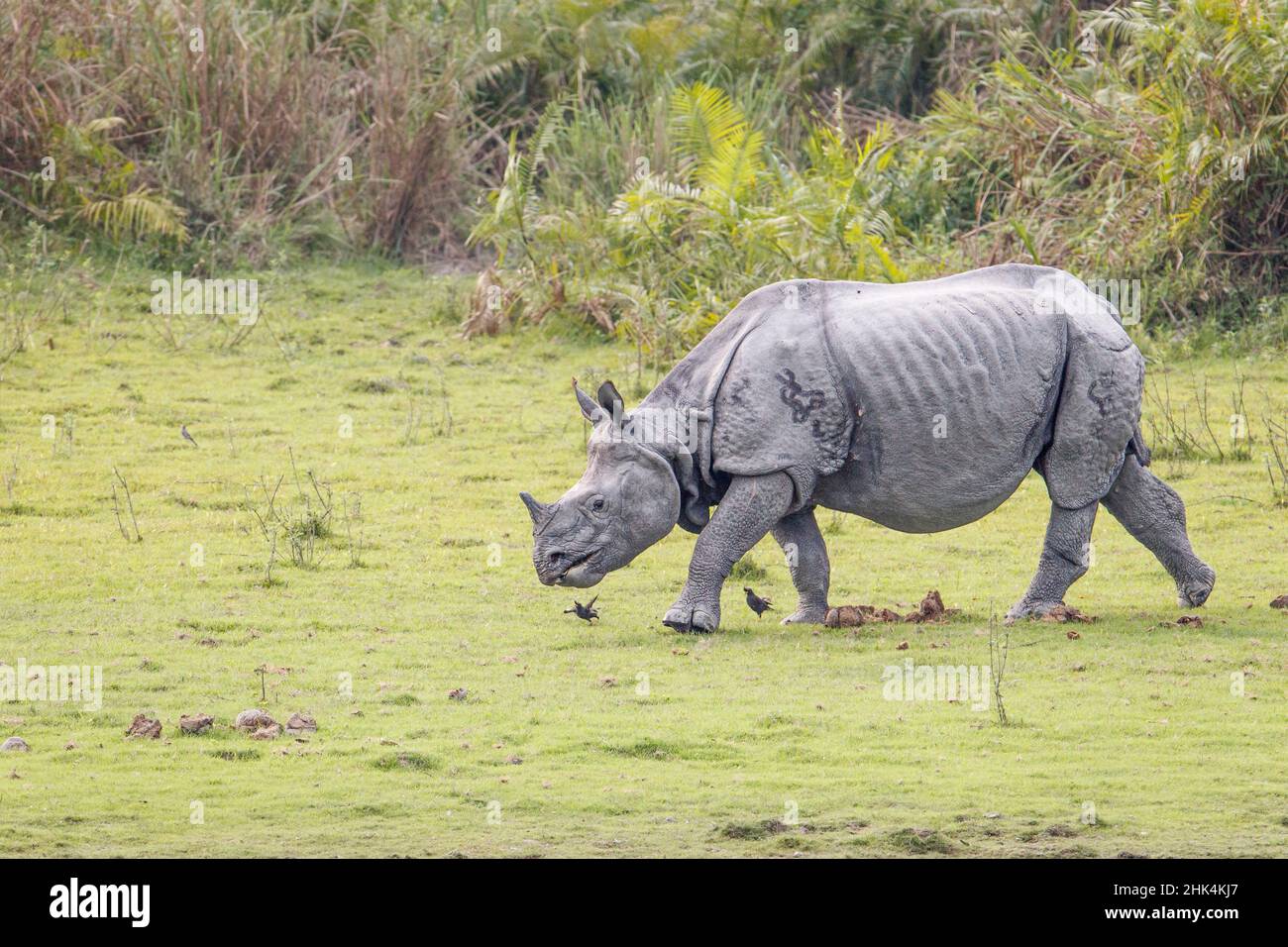 Rinoceronte indiano, rinoceros unicornis, pascolo. Kaziranga National Park, Assam, India Foto Stock