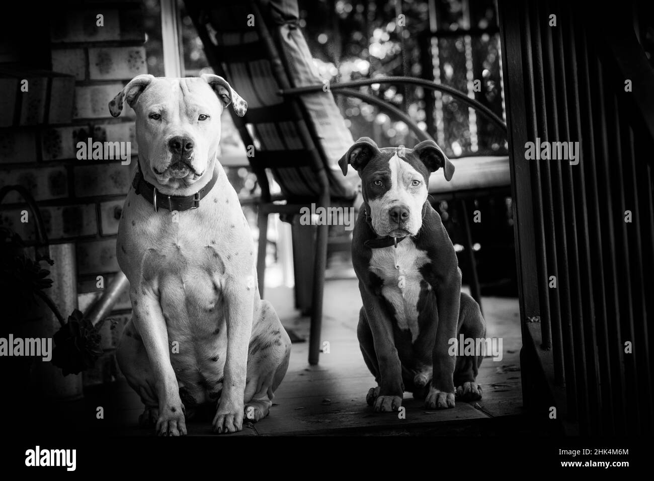 Foto in bianco e nero Pitbull Dogs seduta Foto Stock
