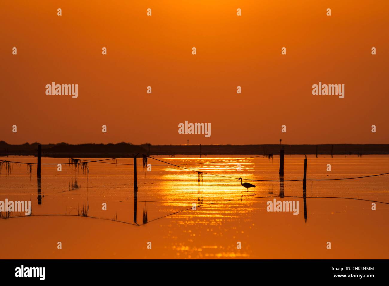 Heron si silhouette all'alba. Parco Naturale del Delta dell'Ebro. Catalogna. Spagna. Foto Stock