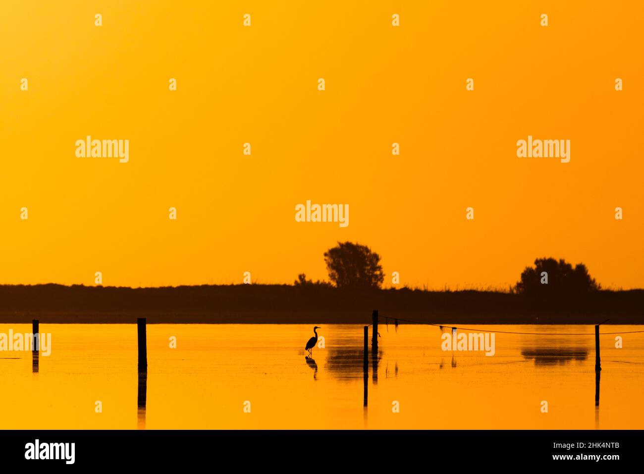 Heron si silhouette all'alba. Parco Naturale del Delta dell'Ebro. Catalogna. Spagna. Foto Stock