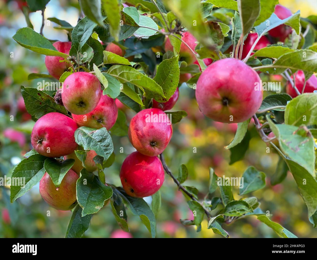 Mele rosse su albero in giardino Foto Stock