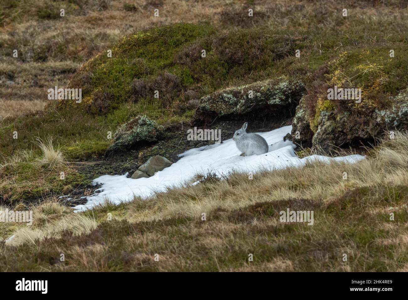 Siedendo lepre di montagna, Glen Shee, Scozia Foto Stock